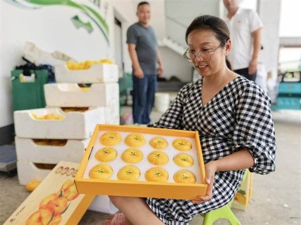 湖北配资开户 深耕桃茶产业 链动万人增收 央企联农带农“金钥匙”解锁孝昌共富门